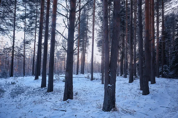 Пейзаж Зимовий Ліс Похмурий Сезонний Пейзажний Сніг Лісі Природа — стокове фото