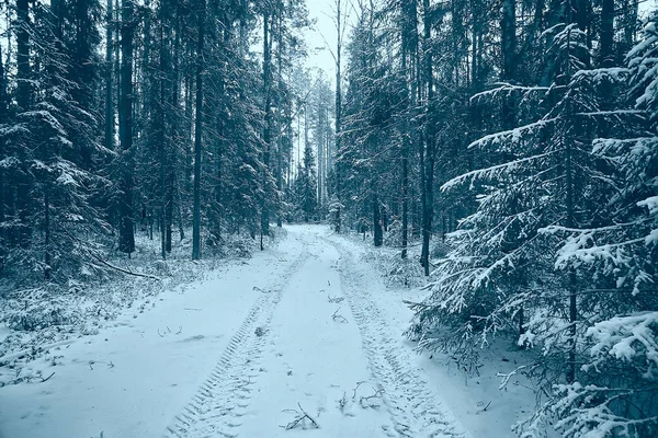 Landscape Winter Forest Gloomy Seasonal Landscape Snow Forest Nature — 스톡 사진