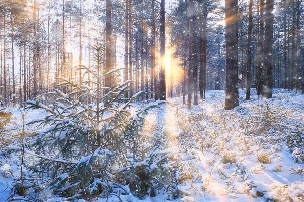 Napsugarak Táj Téli Erdő Ragyogó Táj Egy Gyönyörű Havas Erdő — Stock Fotó