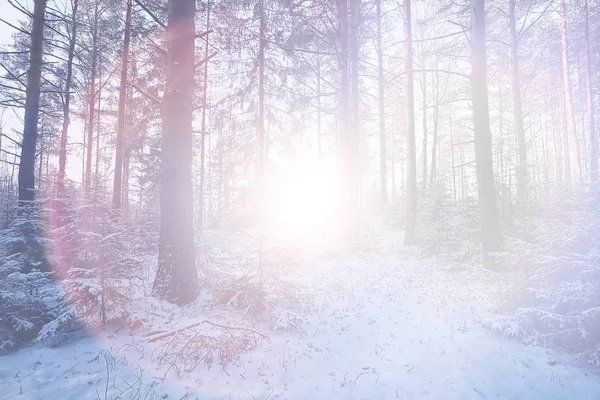 Fundo Ensolarado Brilho Floresta Inverno Abstrato Fundo — Fotografia de Stock
