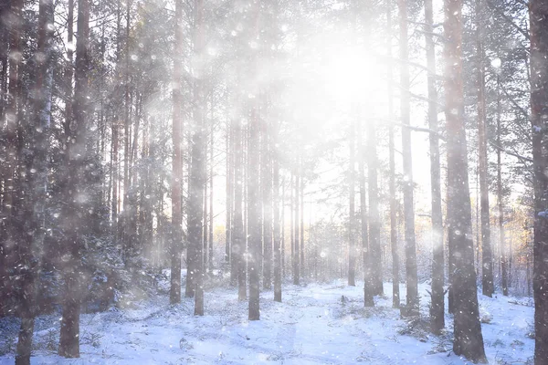 Snöstorm Skogen Bakgrund Abstrakt Suddig Bakgrund Snöflingor Faller Vinterskogen Landskapet — Stockfoto