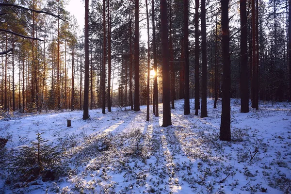 Paysage Hiver Forêt Sombre Paysage Saisonnier Neige Dans Forêt Nature — Photo