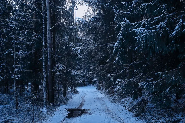 Пейзаж Зимовий Ліс Похмурий Сезонний Пейзажний Сніг Лісі Природа — стокове фото