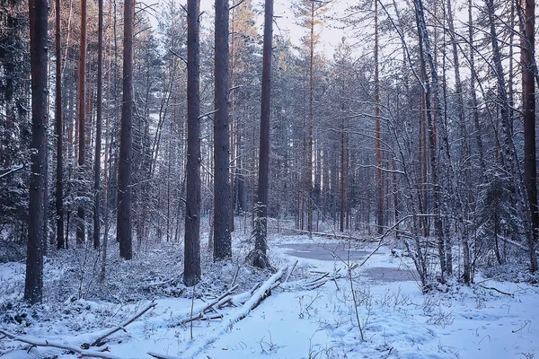 Paysage Hiver Forêt Sombre Paysage Saisonnier Neige Dans Forêt Nature — Photo