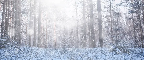 Panorama Vinter Skog Landskap Solstrålar Ett Snöigt Landskap Snö Väder — Stockfoto