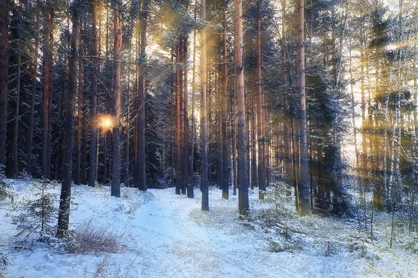 Solens Stråler Vinterskog Glødelandskap Vakre Snødekte Skoger Vinterens Panorama – stockfoto