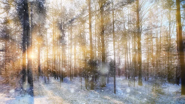 Raggi Del Sole Paesaggio Foresta Invernale Bagliore Paesaggio Una Bellissima — Foto Stock