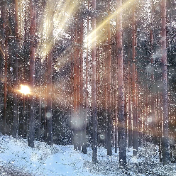 Fyrkantig Fotoskog Vinterlandskapet Snö Vinterskogen Panorama Över Landskapet Februari — Stockfoto
