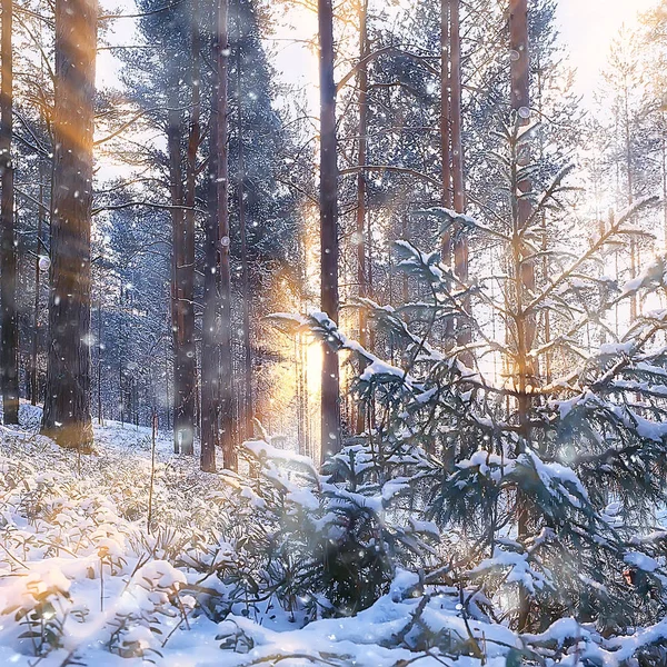 Carré Photo Forêt Dans Paysage Hiver Neige Dans Forêt Hiver — Photo