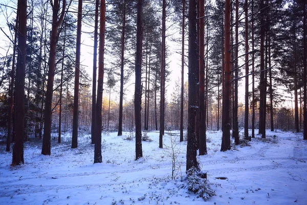 Paesaggio Nevicata Nella Foresta Bosco Coperto Neve Vista Panoramica Alberi — Foto Stock