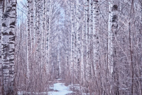 März Birkenwald Abstrakte Verschwommene Landschaft Wald — Stockfoto