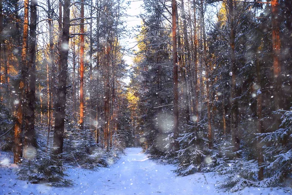 Ormanda Kar Yağışı Karla Kaplı Orman Kar Altında Panoramik Ağaçlar — Stok fotoğraf