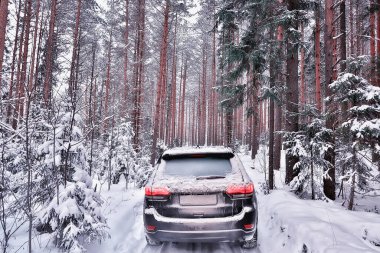 Araba kış ormanlarında, manzara seyahatleri Noel karlı ormanlarda