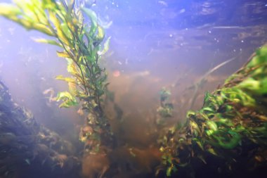 Işık ışınları su altında tatlı göl, soyut arkaplan doğa manzara güneş suyu