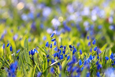 Vahşi mavi bahar çiçekleri, kır çiçekleri küçük çiçekler, bulanık arka plan bir sürü çiçek.