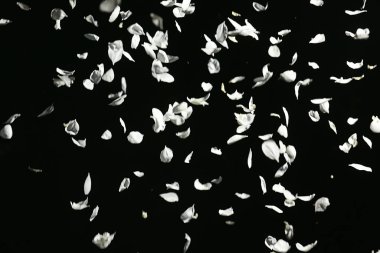 Siyah arka planda beyaz bir elma ağacının yaprakları