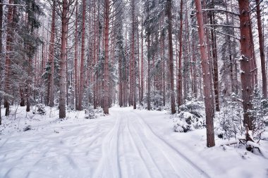 Kış yolu manzarası, güzel karlı bir yol manzarası.