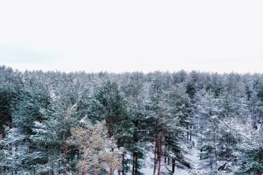 Kışın orman manzarası, karlı bir ormanda doğa manzarası, havacılık fotoğrafı.