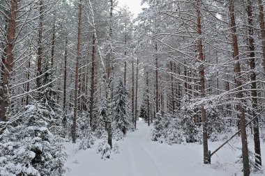 Kışın orman manzarası, karlı bir ormanda doğa manzarası, havacılık fotoğrafı.