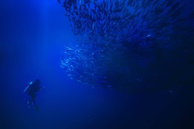 Skuba dalgıcı ve balık sürüsü, balık kasırgası, sualtı görüşlü ekosistem adamı suyun altında