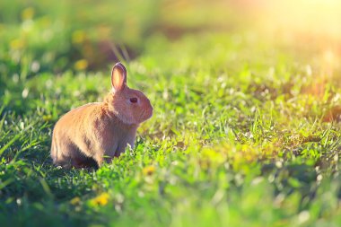 Yeşil bir tarlada bahar tavşanı, Paskalya sembolü, güzel bir Nisan Paskalya arkaplanı.