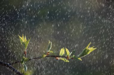 Ormanda bahar yağmuru, tomurcuğun taze dalları ve yağmur damlalı genç yapraklar.