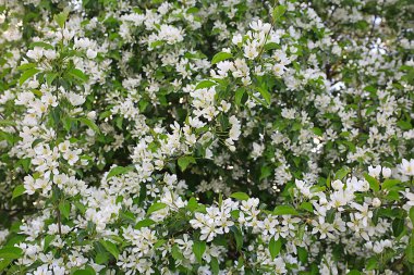 Soyut elma ağacı çiçekleri arka plan, bahar bulanık arkaplan, çiçekli dallar