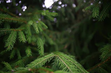 yeşil ladin dalları arka planda soyut