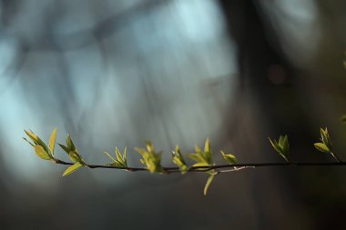 Genç yeşil yaprak ve tomurcuklardan oluşan dallar, mevsimlik arka plan, nisan ayı orman manzarası