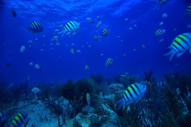 Balık sualtı fotoğrafı, Meksika Körfezi, Cancun, biyolojik balıkçılık kaynakları.