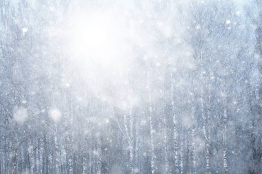 Soyut kar ormanı arka planı, orman manzarasına beyaz kar taneleri düşüyor, Noel arkaplanı.