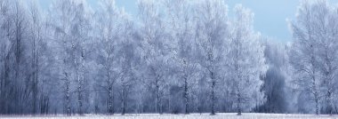 Panorama kış ormanı karları, soyut mevsimsel tayga manzarası, karla kaplı ağaçlar.