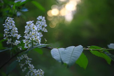 Genç yeşil yaprak ve tomurcuklardan oluşan dallar, mevsimlik arka plan, nisan ayı orman manzarası