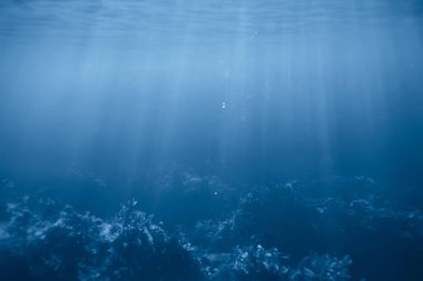 Su altı resifleri, yosunlar, deniz kuzeyi, soğuk deniz ekosistemi manzarası.