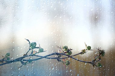 Ormanda bahar yağmuru, tomurcuğun taze dalları ve yağmur damlalı genç yapraklar.