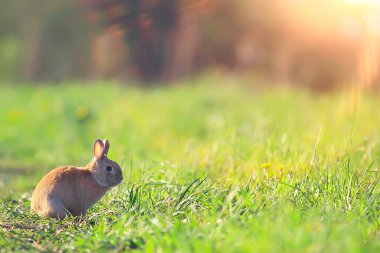 Yeşil bir tarlada bahar tavşanı, Paskalya sembolü, güzel bir Nisan Paskalya arkaplanı.