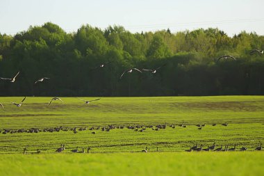 Kazlar bahar göçmen kuşları tarlada, bahar manzarası arka planında