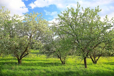 Bahar elma bahçesindeki soyut manzara, güzel mevsimlik arka plan.