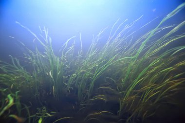 Işık ışınları su altında tatlı göl, soyut arkaplan doğa manzara güneş suyu