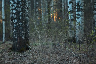 Gri bahar ormanı bulanık yol arkaplanı