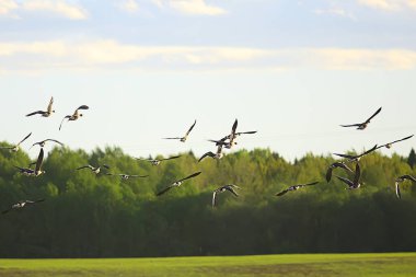 geese spring migratory birds in the field, spring landscape background clipart