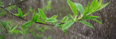 Ormanda bahar yağmuru, tomurcuğun taze dalları ve yağmur damlalı genç yapraklar.