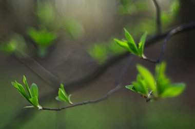 Genç yeşil yaprak ve tomurcuklardan oluşan dallar, mevsimlik arka plan, nisan ayı orman manzarası