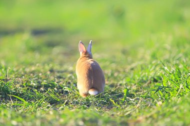 Yeşil bir tarlada bahar tavşanı, Paskalya sembolü, güzel bir Nisan Paskalya arkaplanı.