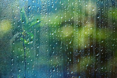 Ormanda bahar yağmuru, tomurcuğun taze dalları ve yağmur damlalı genç yapraklar.