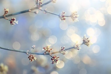 Bahar ormanlarında soyut güneşli bir arka plan, tomurcuklu dallar ve güneş ışığında genç yapraklar