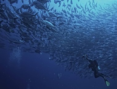 Skuba dalgıcı ve balık sürüsü, balık kasırgası, sualtı görüşlü ekosistem adamı suyun altında