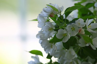 Soyut elma ağacı çiçekleri arka plan, bahar bulanık arkaplan, çiçekli dallar