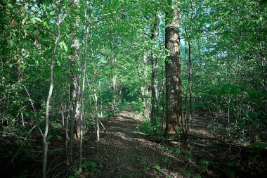 bahar yeşili orman manzarası, orman çalılıklarında soyut manzara