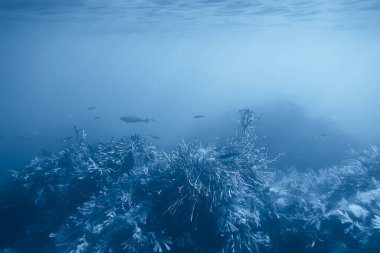 Cenote 'de peyzaj dalışı, sualtı sisi hidrojen sülfit, Meksika' da aşırı macera.